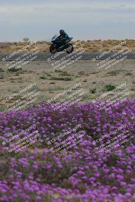media/Jan-14-2023-SoCal Trackdays (Sat) [[497694156f]]/Turn 14 Exit Bloomig (145pm)/